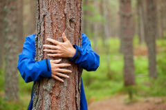 About Scottish Forestry